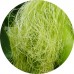 Corn silk Dry Tea: Vital Herb 